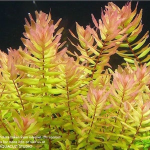 3 stems rotala macranda yellow live aquarium plants free s/h