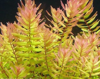 3 stems rotala macranda yellow live aquarium plants free s/h