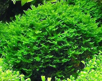 4x4 inch portion of subwassertang! Live aquarium plants! Free s/h live aquatic plants! Great for fry/shrimp tanks!