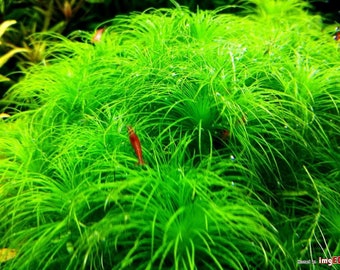 1 stem Eriocaulon setaceum! Live aquarium plants! Free s/h live aquatic plants! Rare!!