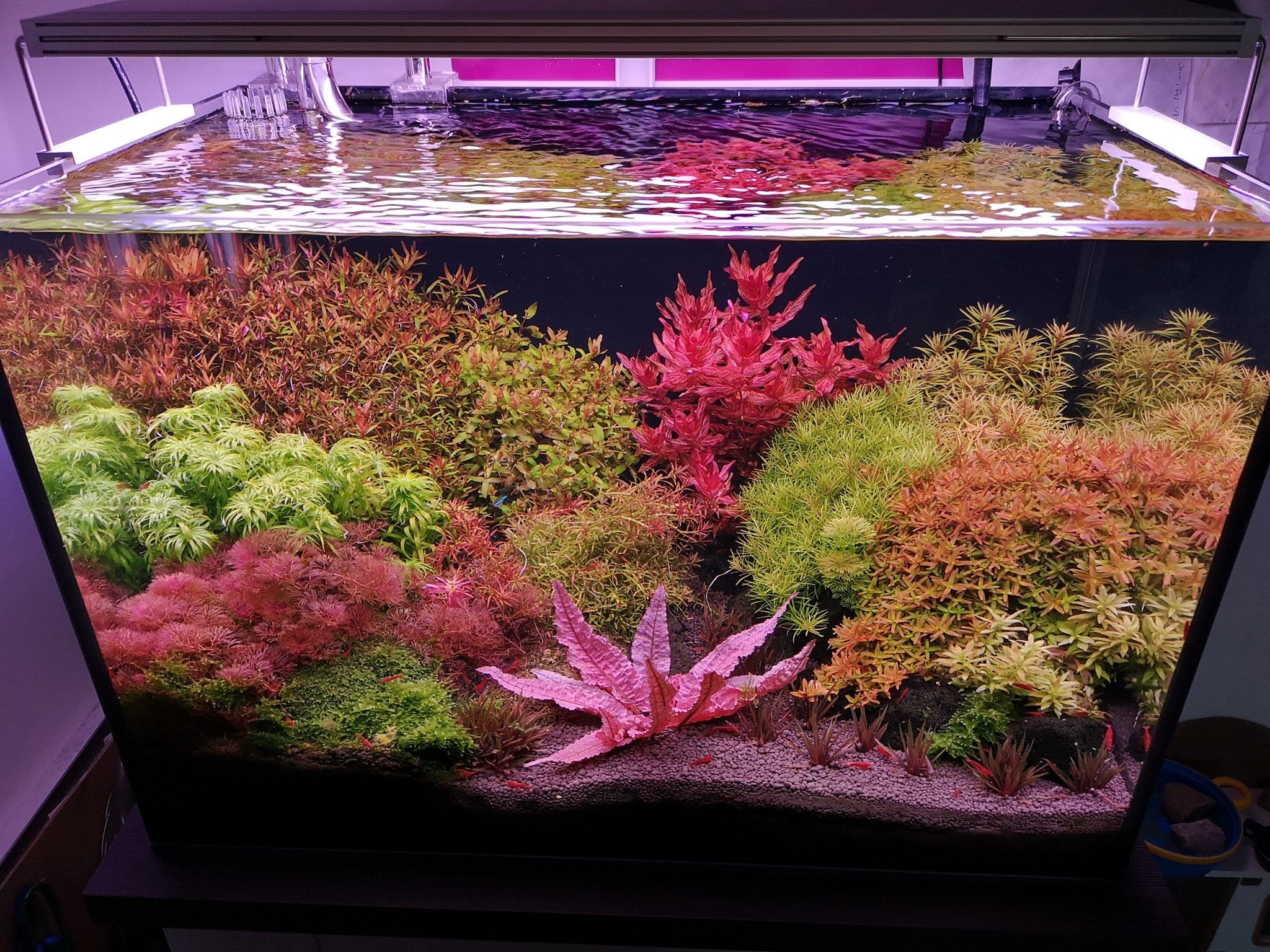 19 species 36 stems live assorted aquarium plants package! Free s/h!!! Live aquatic plants! Gorgeous and beautiful! Colorful!