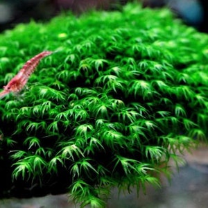 2x2 inch portion of fissiden fontanus aka Phoenix moss Live aquarium plants Free s/h live aquatic plants Rare image 9