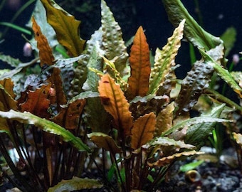 1 Bronze Cryptocoryne Wendtii Plants! Live Aquarium Plants!!! Free
