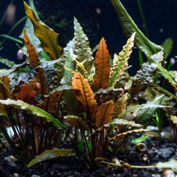 1 Bronze Cryptocoryne Wendtii Plants! Live Aquarium Plants!!! Free