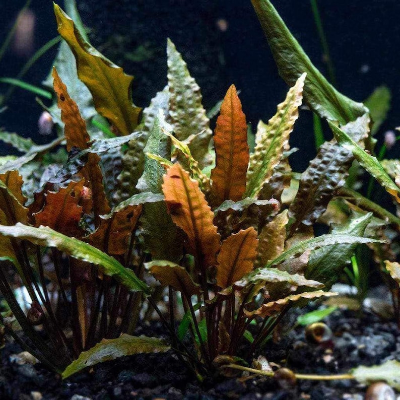 K&ouml;nnte beinhalten: Nahaufnahme einer Gruppe von Wasserpflanzen mit langen, schmalen, gr&uuml;nen und braunen Bl&auml;ttern. Die Bl&auml;tter haben eine strukturierte, leicht gekr&auml;uselte Oberfl&auml;che.