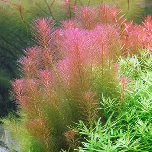 3 stems Rotala wallichii Live aquarium plants Free S/H Beautiful pink stem plant Live aquatic plants image 2