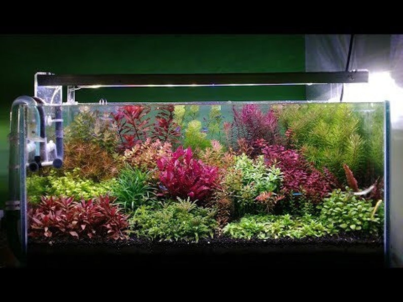 25 Stems Live Aquarium Plants Package 5 different species nice assortment of colors for your aquarium free first class shipping image 2
