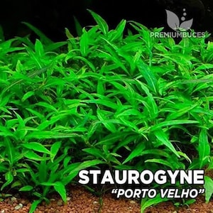 3 stem straugen Porto Velho plant! Live aquarium plants! Free s/h!! Live aquatic plants rare!!