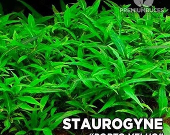 3 stem straugen Porto Velho plant! Live aquarium plants! Free s/h!! Live aquatic plants rare!!