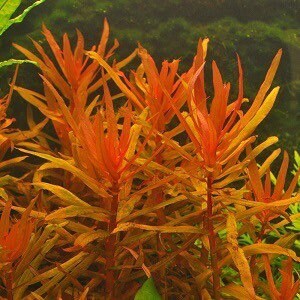 3 stems ammania senegalensis live aquarium plants free s/h image 4