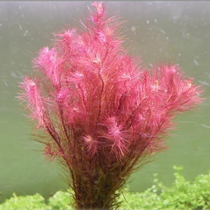 3 stems Rotala wallichii Live aquarium plants Free S/H Beautiful pink stem plant Live aquatic plants image 4