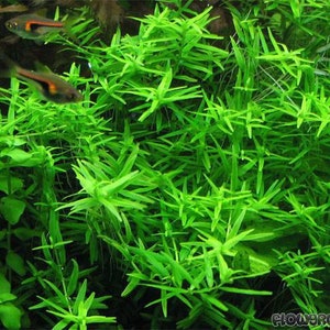 3 stems rotala sp green live aquarium plants free s/h aquatic plants Bild 4