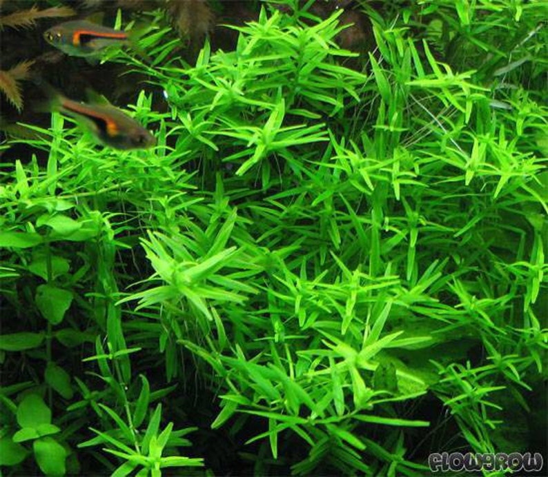 3 stems rotala sp green live aquarium plants free s/h aquatic plants image 4