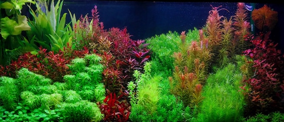 13 Species 50 Stems Live Aquarium Plants Package Free S/h Live Aquatic  Plants Colorful 