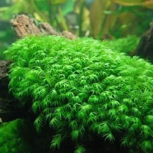 2x2 inch portion of fissiden fontanus aka Phoenix moss Live aquarium plants Free s/h live aquatic plants Rare image 2