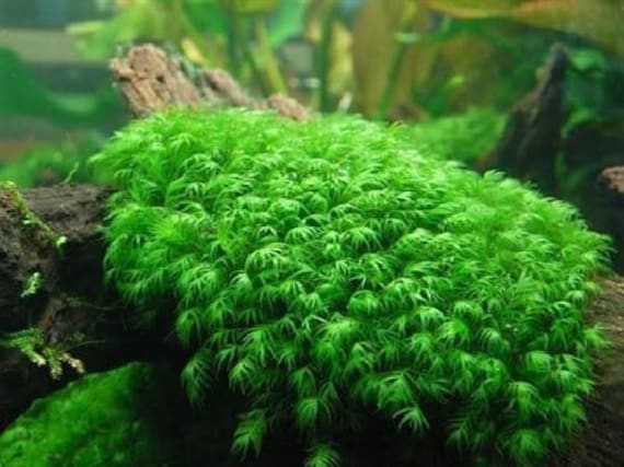 2x2 Inch Portion of Fissiden Fontanus Aka Phoenix Moss! Live