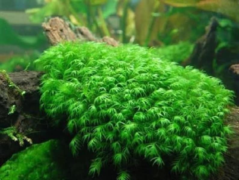 2x2 inch portion of fissiden fontanus aka Phoenix moss Live aquarium plants Free s/h live aquatic plants Rare image 2