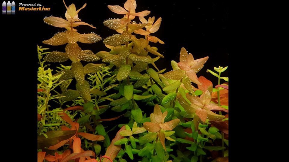 3 Stems Bacopa Colorata Live Aquarium Plants Free S/h - Etsy