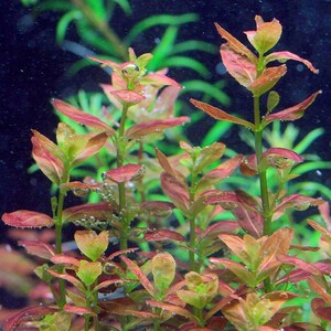 May include: A close-up of a vibrant red and green aquatic plant with small, delicate leaves. The plant is submerged in water and appears to be thriving in an aquarium setting.