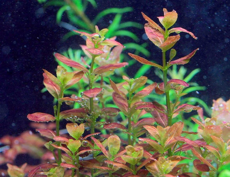 May include: A close-up of a vibrant red and green aquatic plant with small, delicate leaves. The plant is submerged in water and appears to be thriving in an aquarium setting.