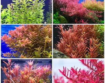 6 species rotala 35 stems live aquarium plants free s/h live aquatic plants