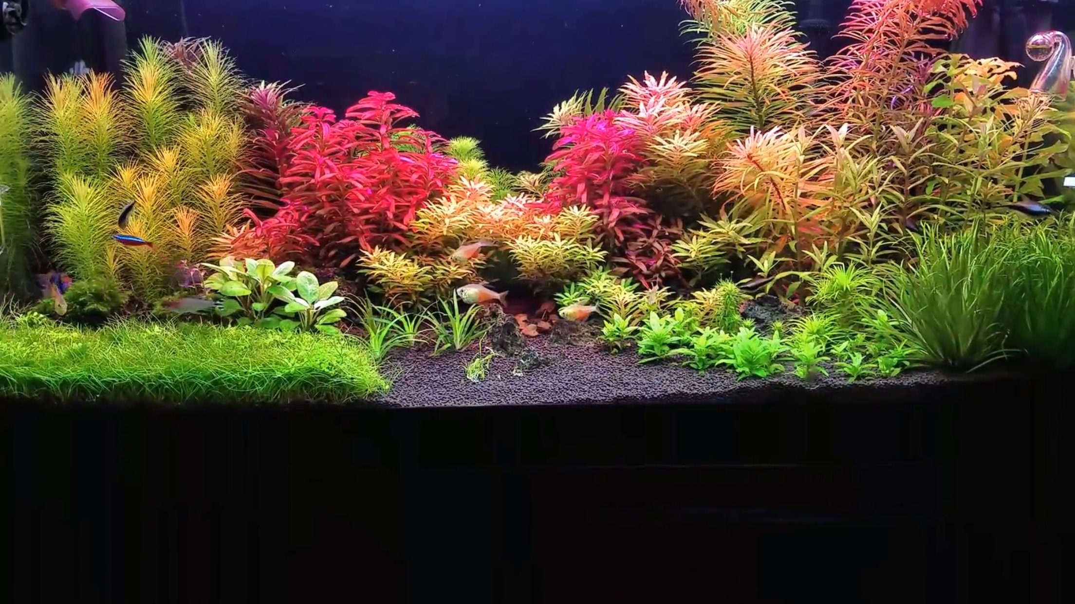 live aquarium plants 50 Stems Cuttings! Colorful And Great Variety! FREE  S/H!!!