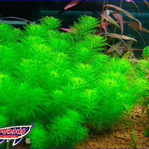 3 stems myrio guyana mini live aquatic plants free s/h live aquarium plants