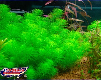 3 stems myrio guyana mini live aquatic plants free s/h live aquarium plants