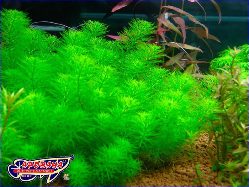 3 tallos myrio guyana mini plantas acuáticas vivas gratis s/h plantas de acuario vivas imagen 1