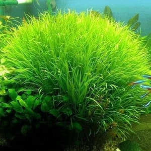 3 blyxa japonica plants Live aquarium plants Free s/h live aquatic plants image 4