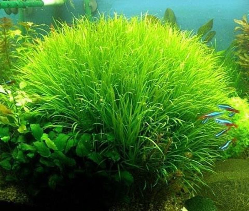 3 blyxa japonica plants Live aquarium plants Free s/h live aquatic plants image 4