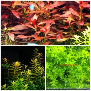 May include: A collage of three images showing different types of aquarium plants. The top image shows a red aquarium plant with long, thin leaves. The middle image shows a yellow aquarium plant with long, thin leaves. The bottom image shows a green aquarium plant with short, thick leaves. The text "CLEAR AQUATICS" is visible in the bottom image.