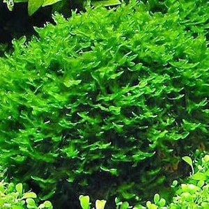 2x2 inch portion of subwassertang moss! Live aquarium plants! Free s/h!! Live aquatic plants!! Great for fry/shrimp tanks!