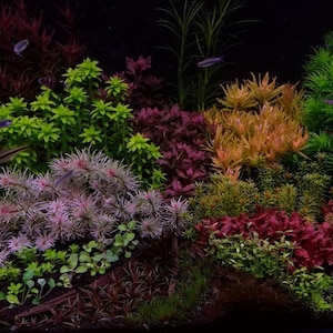 9 Species 45 Assorted Stems Live Aquarium Plants Package Colorful!!! Free S/H LIve AQuatic PLants