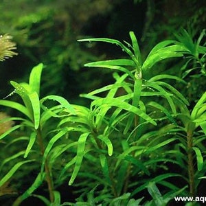 3 stems Eichhornia diversifolia Live aquarium plants Free s/h Live aquatic plants image 6