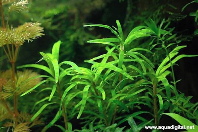 3 stems Eichhornia diversifolia Live aquarium plants Free s/h Live aquatic plants image 6