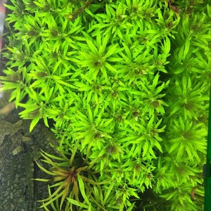 3 stems limnophila aromatica mini live aquarium plants free s/h live aquatic plants image 4