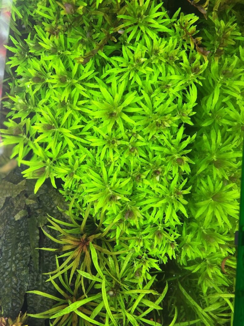 3 stems limnophila aromatica mini live aquarium plants free s/h live aquatic plants image 4