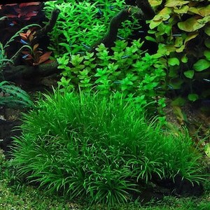 3 blyxa japonica plants Live aquarium plants Free s/h live aquatic plants image 1