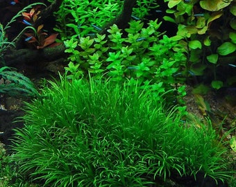 3 blyxa japonica plants! Live aquarium plants! Free s/h live aquatic plants!