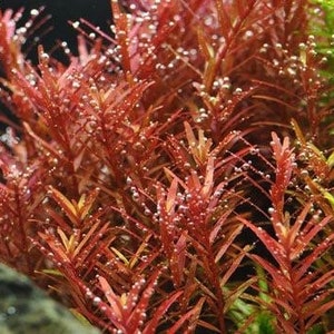 3 stems rotala yao yai live aquarium plants free s/h aquatic plants image 1