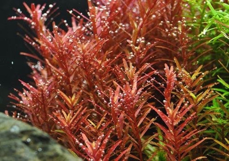 3 stems rotala yao yai live aquarium plants free s/h aquatic plants image 1