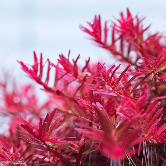 red aquarium plants