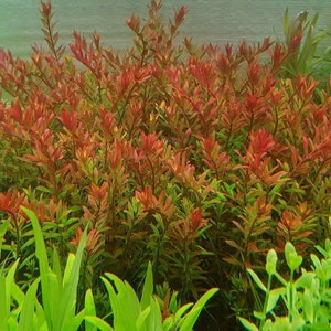 May include: A close-up of a vibrant red aquarium plant with green foliage in the background. The plant has a bushy, dense growth habit and is a popular choice for aquascaping.