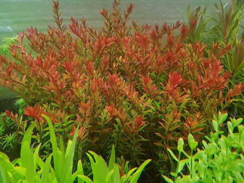 May include: A close-up of a vibrant red aquarium plant with green foliage in the background. The plant has a bushy, dense growth habit and is a popular choice for aquascaping.
