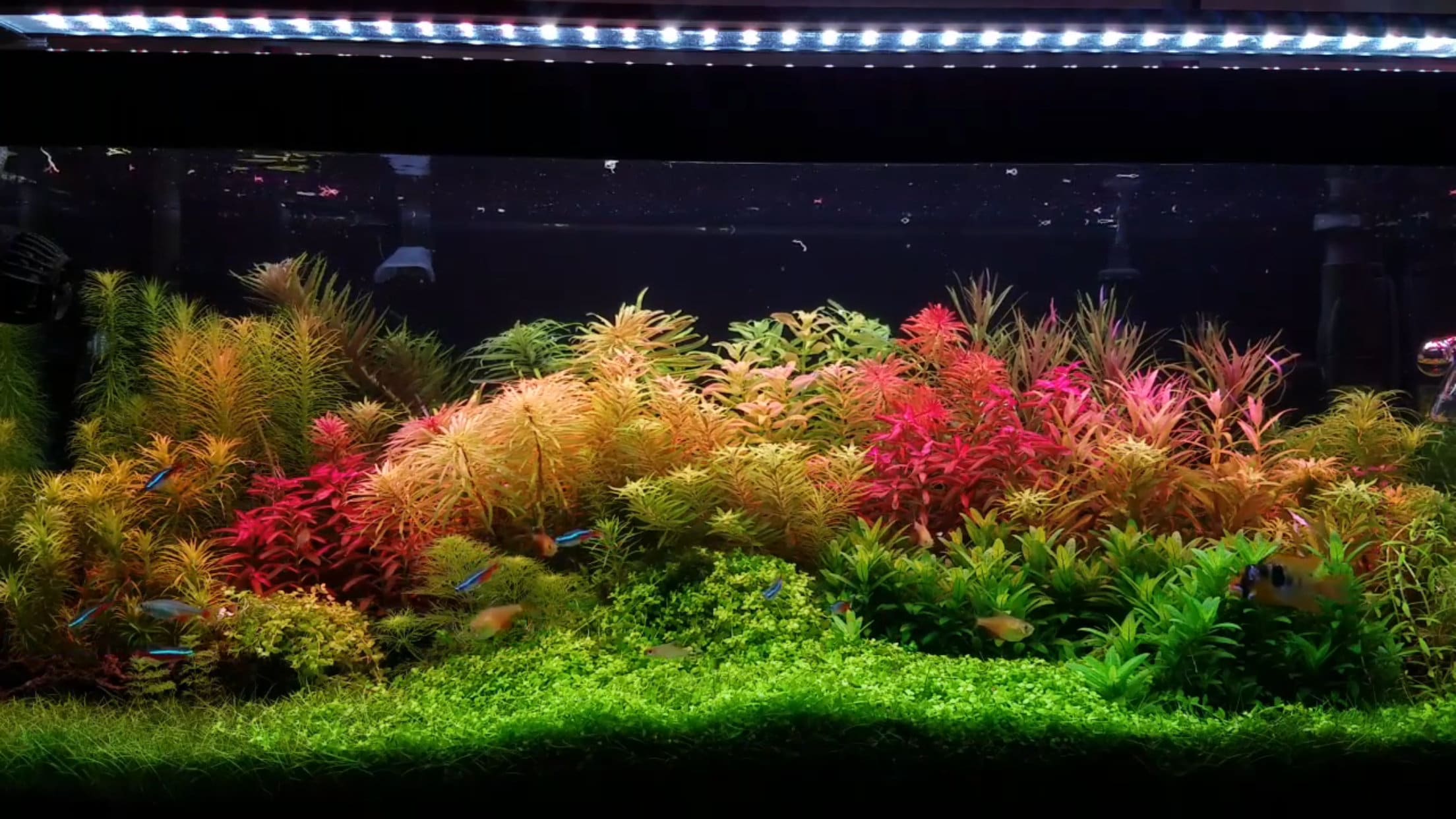 9 Species 50 Stems Live Aquarium Plants Great and Colorful Variety Live  Aquatic Plants Aquascape Free First Class Shipping 