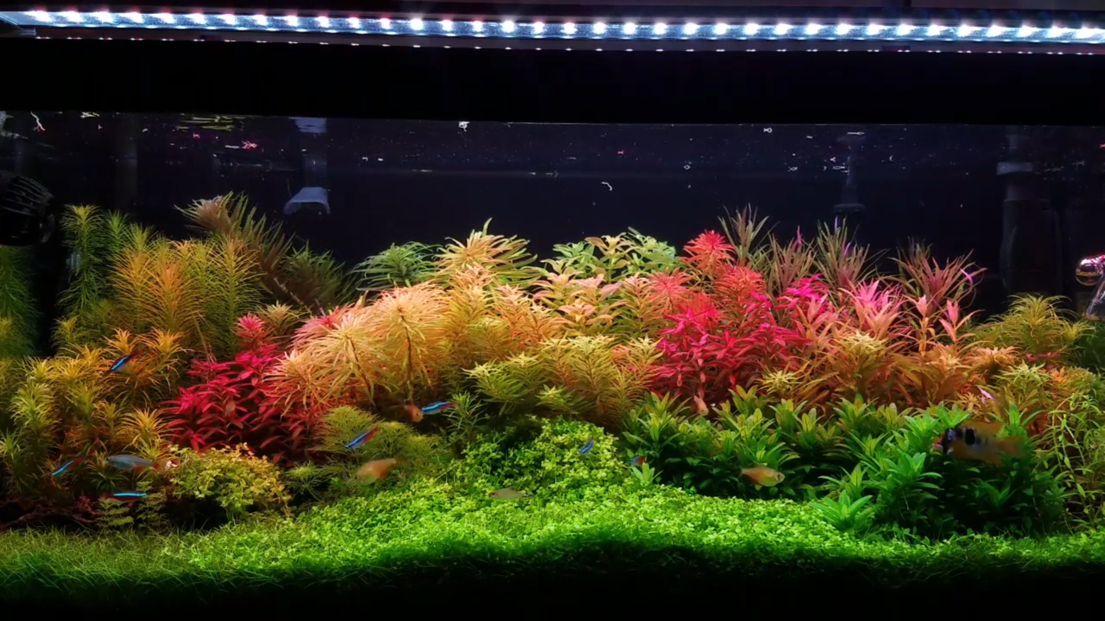 9 Species 50 Stems Live Aquarium Plants Great and Colorful Variety Live Aquatic Plants Aquascape Free First Class Shipping Etsy