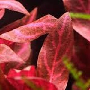 3 Alternanthera reineckii varigated Plants Rare Live Aquarium Plants Free S/H Live AqUatic Plants Rare image 3