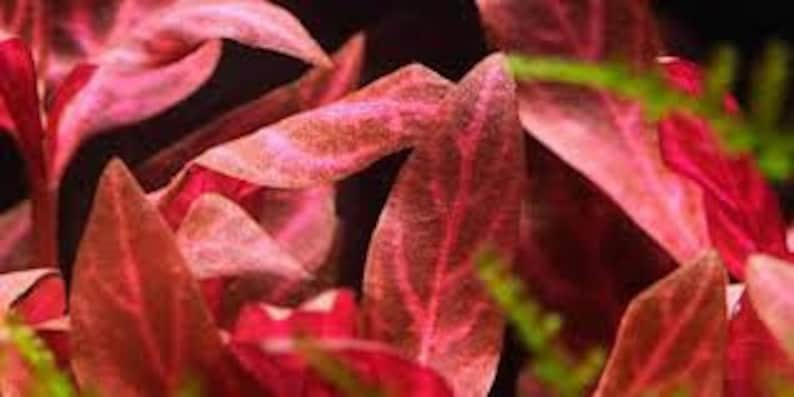 3 Alternanthera reineckii varigated Plants Rare Live Aquarium Plants Free S/H Live AqUatic Plants Rare image 3