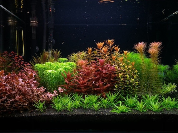 9 Species 40 Stems Live Aquarium Plants Free S/h Live Aquatic Plants 